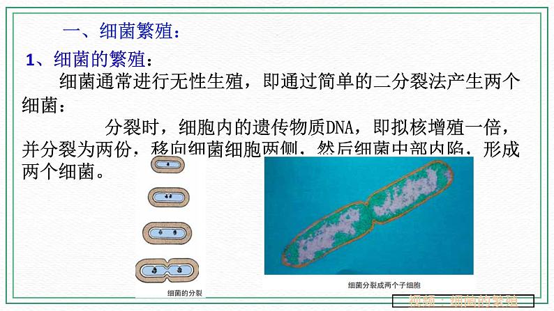 七下科学 7.4细菌和真菌的繁殖(课件+视频+练习)03