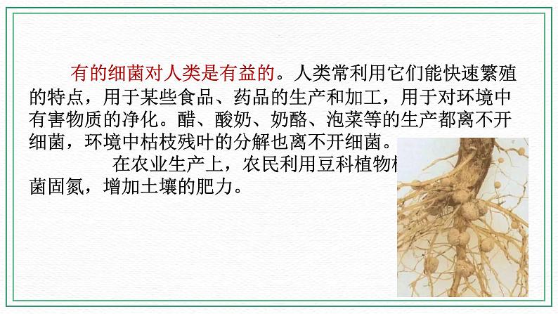 七下科学 7.4细菌和真菌的繁殖(课件+视频+练习)07