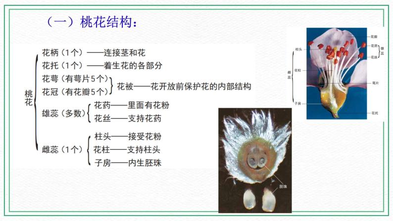 七下科学7.1绿色开花植物的有性生殖和发育 第1课时（课件+视频+练习）06