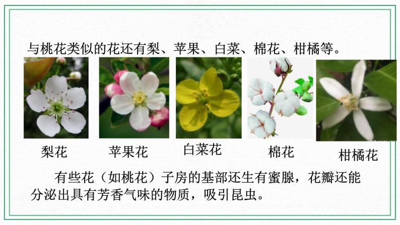 七下科学7.1绿色开花植物的有性生殖和发育 第1课时（课件+视频+练习）07