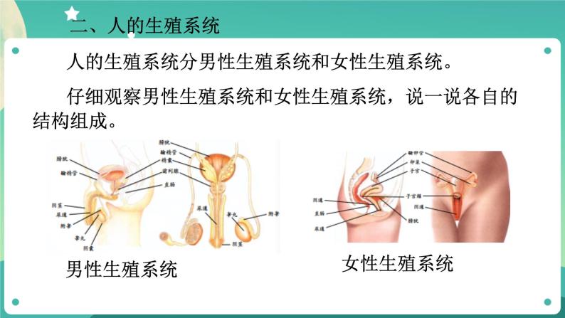 1.1新生命的诞生 第1课时 课件+教案+学案08