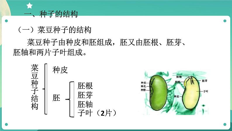ZJ版科学七下1.4植物的一生(1)第6页