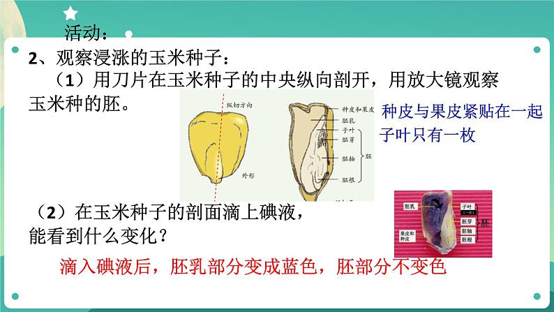 ZJ版科学七下1.4植物的一生(1)第7页