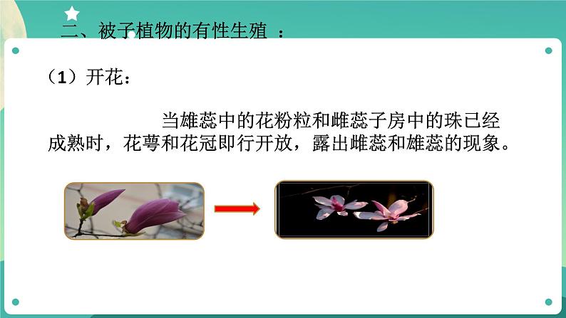 1.5植物生殖方式的多样性第1课时 课件+教案+学案07
