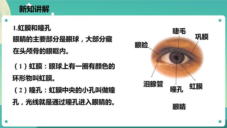 2.6透镜和视觉 第3课时 课件+教案+学案04