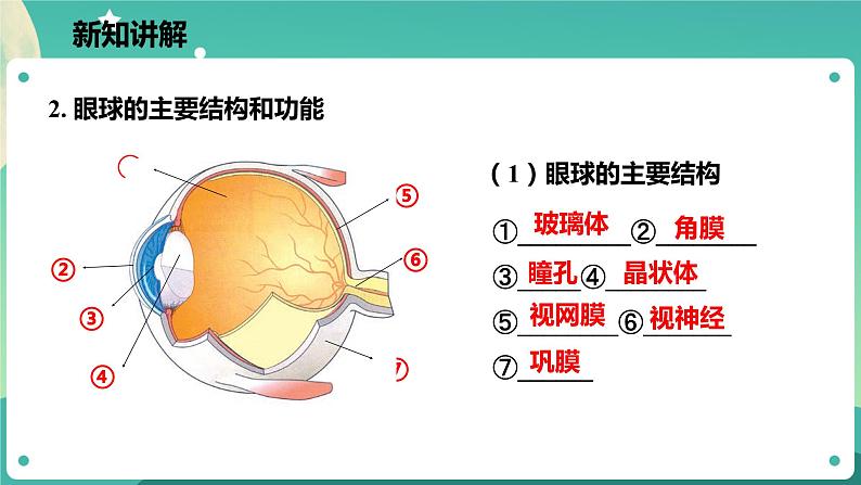 2.6透镜和视觉 第3课时 课件+教案+学案07