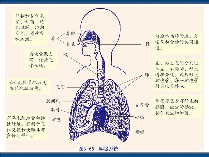 3.5 生物的呼吸和呼吸作用(课件 )第4页