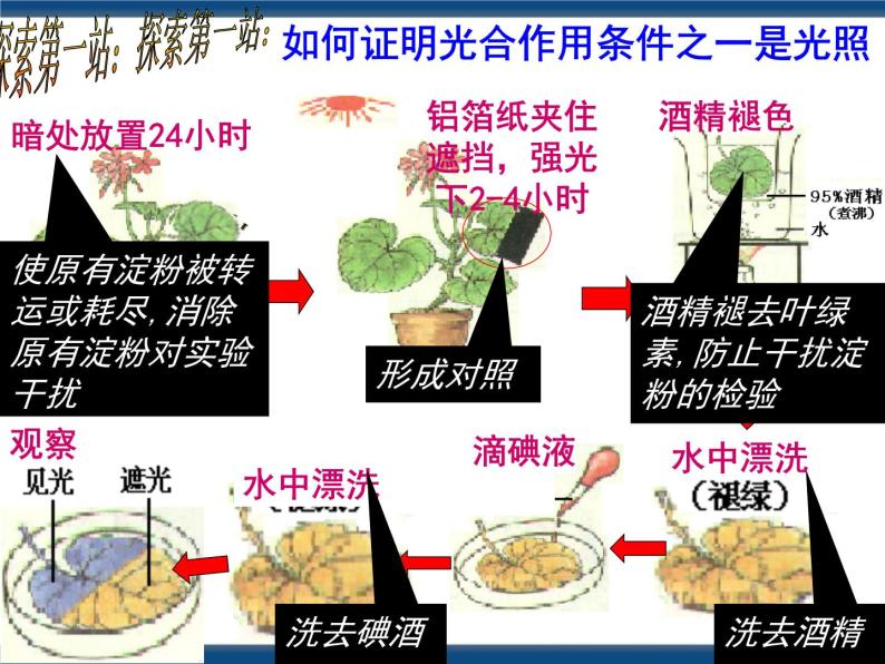 3.6光合作用（课件+视频素材）05