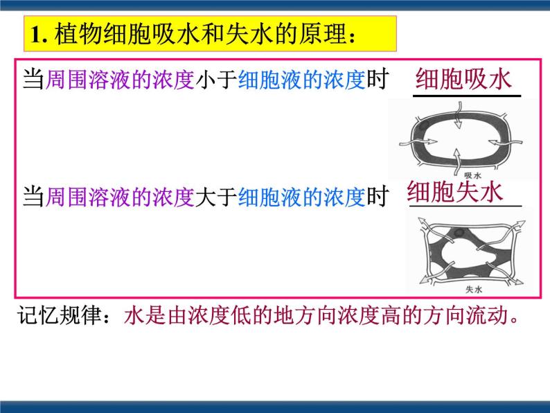 4.3 植物的根与物质吸收 (课件）07