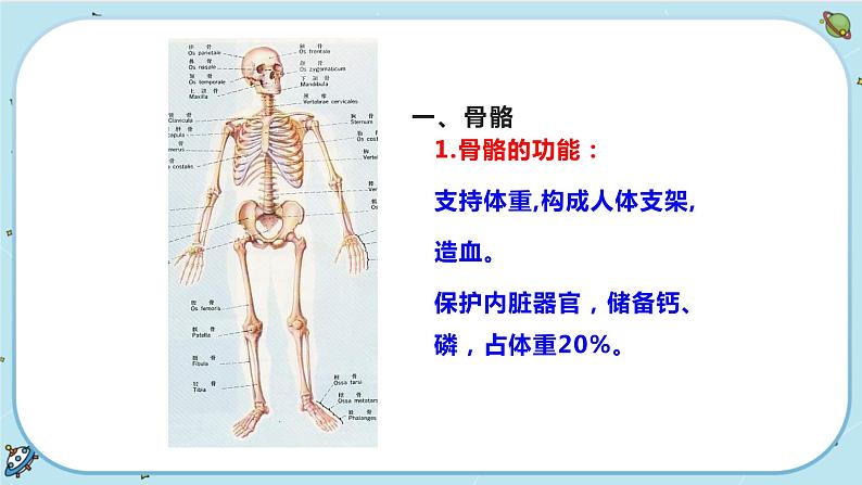 3.5 人的运动系统和保健(课件PPT)06