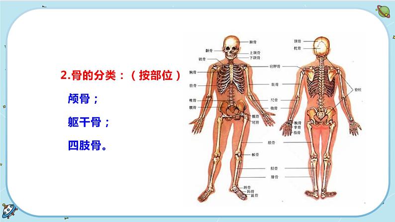 3.5 人的运动系统和保健(课件PPT)07