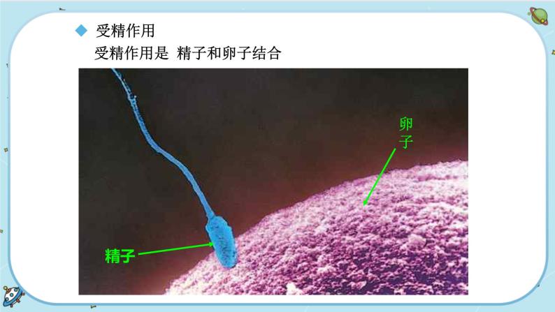 1.1 新生命的诞生（课件PPT+练习含答案）02