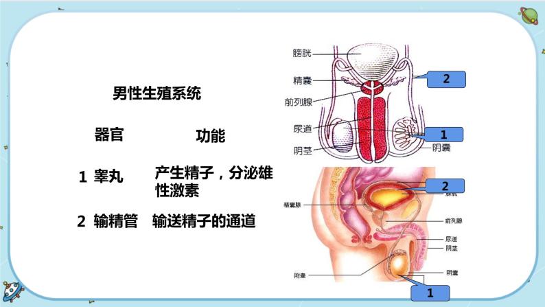 1.1 新生命的诞生（课件PPT+练习含答案）07