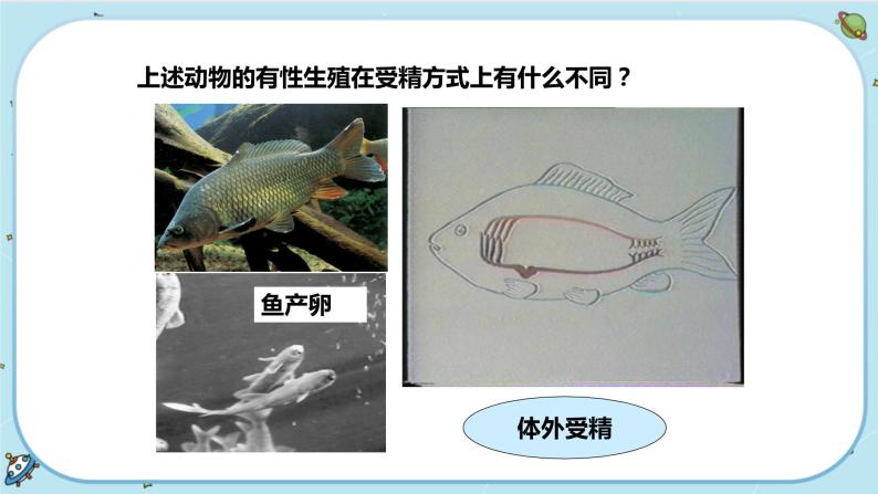 1.3 动物的生长时期（课件PPT+练习含答案）04