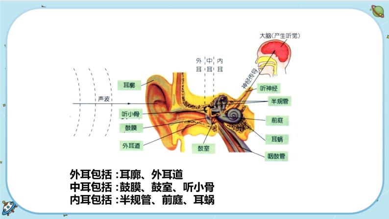 2.3 耳和听觉（课件PPT+练习含答案）03