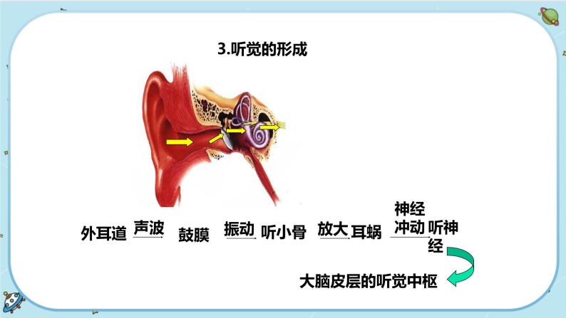 2.3 耳和听觉（课件PPT+练习含答案）05