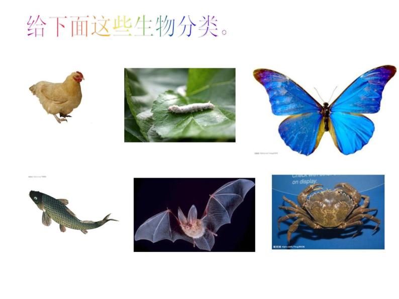2022-2023学年浙教版科学七年级上册2.4常见的动物课件05