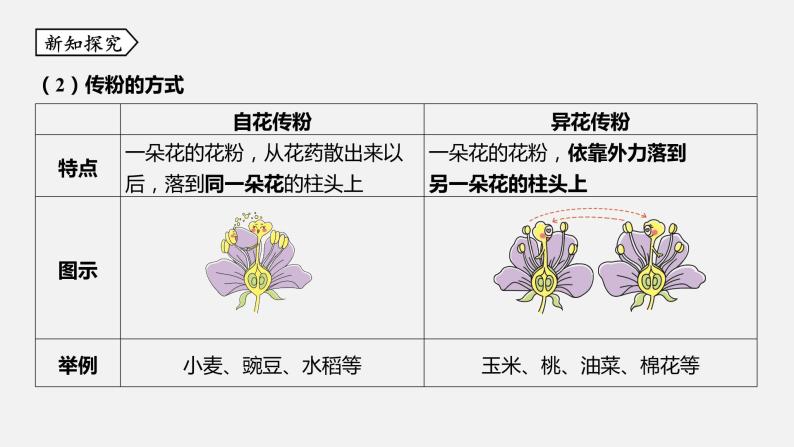 浙教版七年级科学下册课件 第一章 第5节 植物生殖方式的多样性05