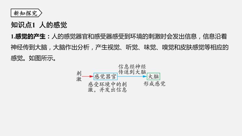 浙教版七年级科学下册课件 第二章 第1节 感觉世界03