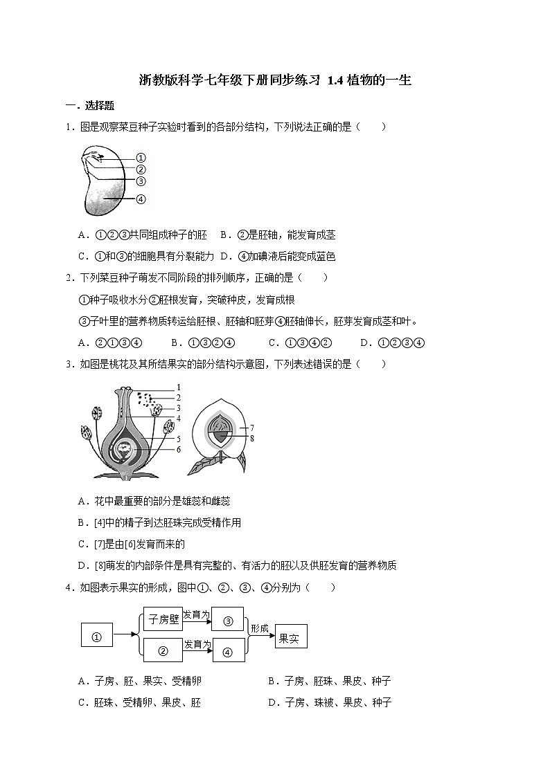 浙教版科学七年级下册同步练习 1.4植物的一生(含答案解析)01