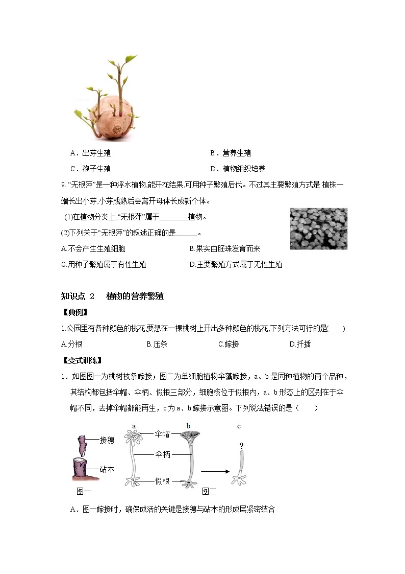 7.3 植物的无性生殖-七年级科学下册华师大版精讲练03