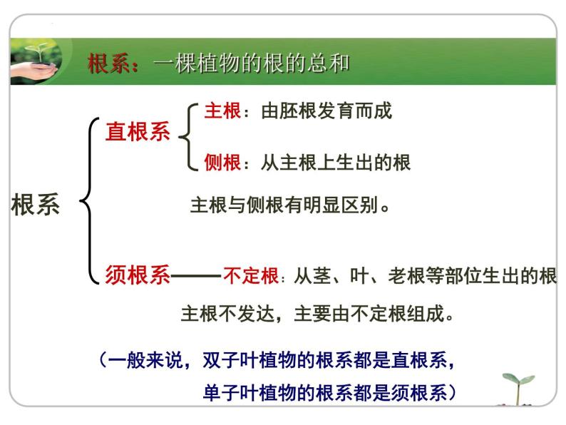 2022-2023学年华东师大版科学八年级上册4.1 绿色开花植物的营养器官课件05