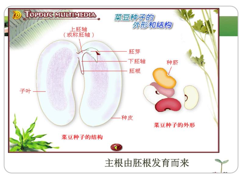 2022-2023学年华东师大版科学八年级上册4.1 绿色开花植物的营养器官课件06