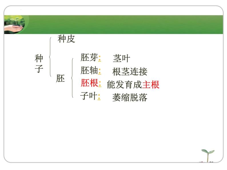 2022-2023学年华东师大版科学八年级上册4.1 绿色开花植物的营养器官课件07