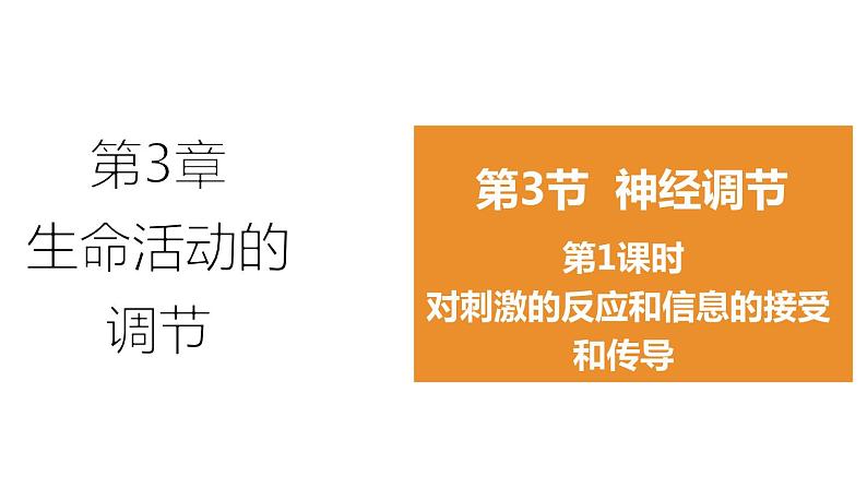 3.3 神经调节 第1课时 对刺激的反应和信息的接受和传导 课件---2023-2024学年浙教版科学八年级上册01