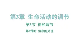 3.3 神经调节 第2课时 信息的处理  课件---2023-2024学年浙教版科学八年级上册