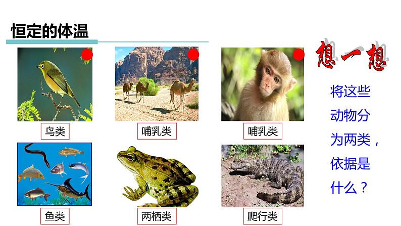 3.5 体温的控制 课件---2023-2024学年浙教版科学八年级上册04