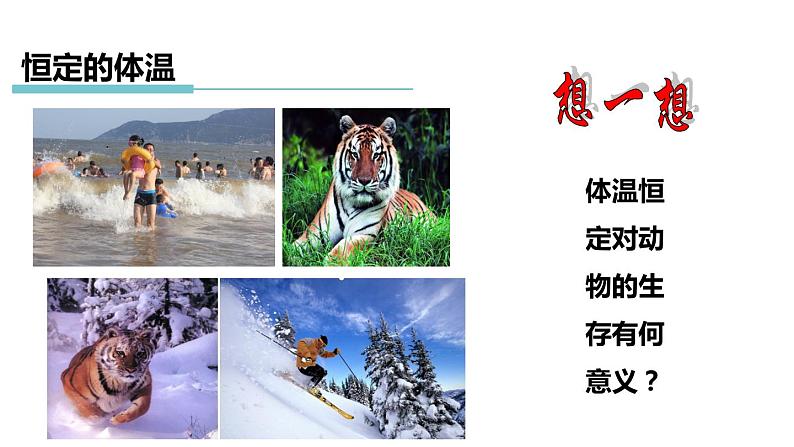 3.5 体温的控制 课件---2023-2024学年浙教版科学八年级上册06