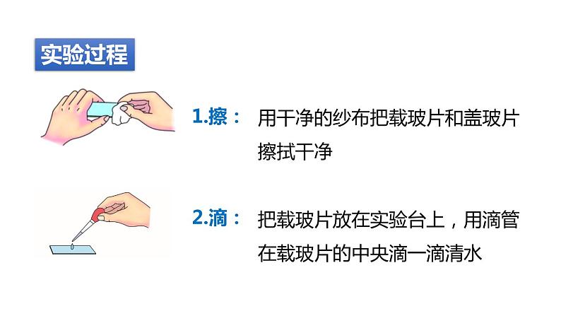 2.2细胞 第3课时 观察细胞 课件---2023-2024学年浙教版科学七年级上册第4页