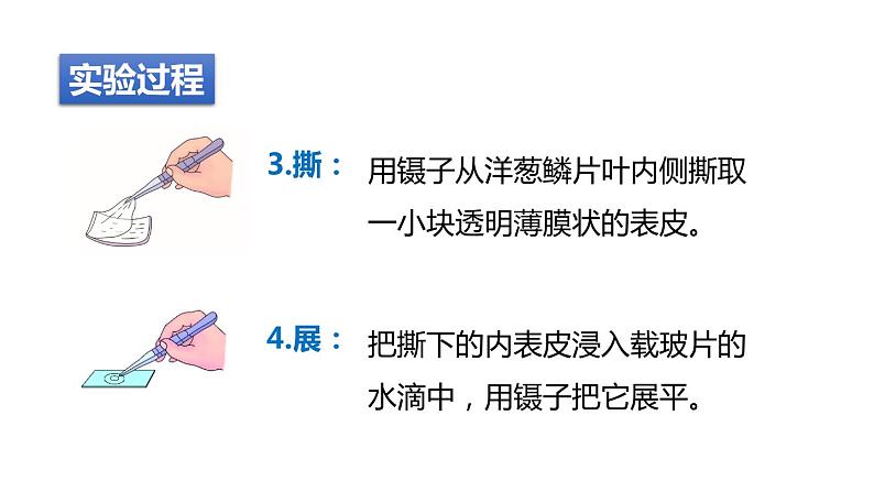 2.2细胞 第3课时 观察细胞 课件---2023-2024学年浙教版科学七年级上册第6页
