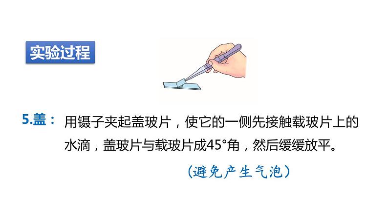 2.2细胞 第3课时 观察细胞 课件---2023-2024学年浙教版科学七年级上册第7页