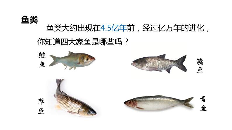 2.4 常见的动物 第2课时 脊椎动物 课件---2023-2024学年浙教版科学七年级上册05