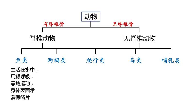 2.4 常见的动物 第2课时 脊椎动物 课件---2023-2024学年浙教版科学七年级上册07