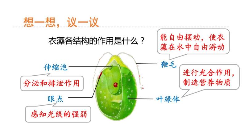 2.6 物种的多样性 第1课时 单细胞和多细胞生物 课件---2023-2024学年浙教版科学七年级上册08