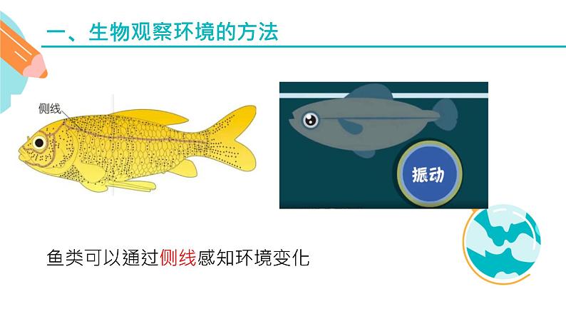 生物对环境变化的反应课件PPT03