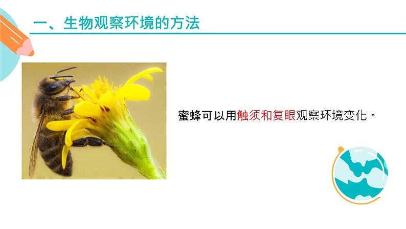 生物对环境变化的反应课件PPT05