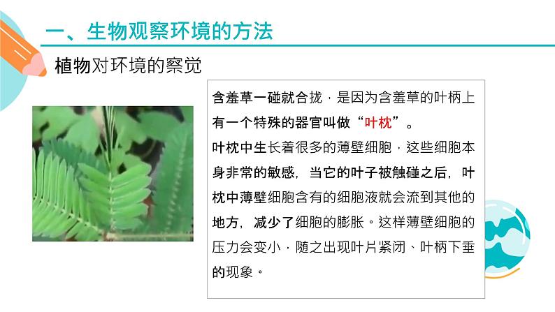 生物对环境变化的反应课件PPT08
