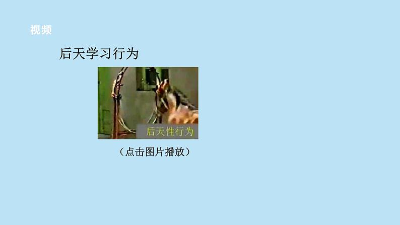 2022浙教版八上科学3.4动物的行为 第2课时(课件+教学设计+学案+视频)05