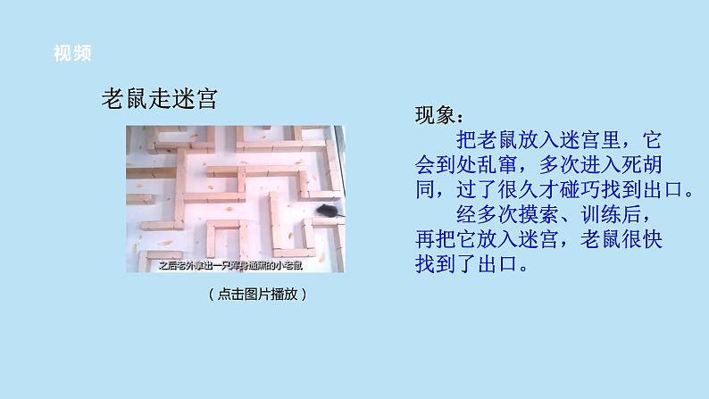 2022浙教版八上科学3.4动物的行为 第2课时(课件+教学设计+学案+视频)07