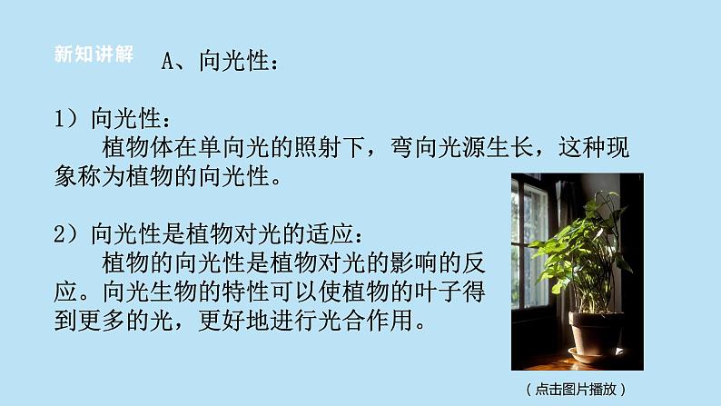 2022浙教版八上科学3.1植物的生命活动调节 第1课时(课件+教学设计+学案+视频)06