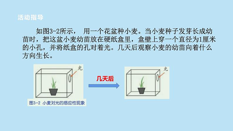 2022浙教版八上科学3.1植物的生命活动调节 第1课时(课件+教学设计+学案+视频)07