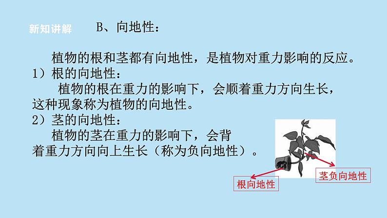 2022浙教版八上科学3.1植物的生命活动调节 第1课时(课件+教学设计+学案+视频)08