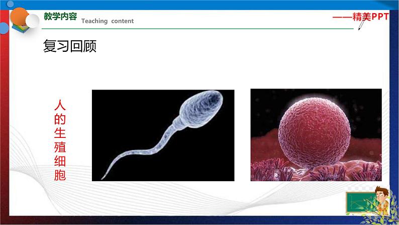 1.3动物的生长时期 第2课时(课件)七年级科学下册同步备课(浙教版)第2页