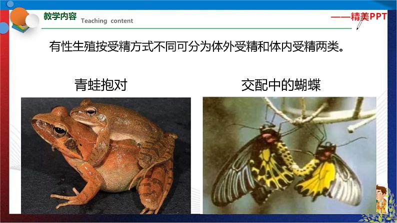 1.3动物的生长时期 第2课时(课件)七年级科学下册同步备课(浙教版)第5页