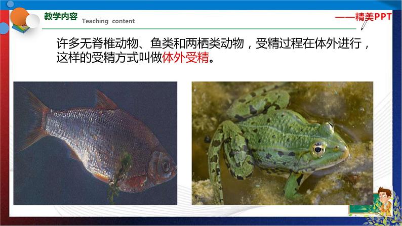 1.3动物的生长时期 第2课时(课件)七年级科学下册同步备课(浙教版)第6页
