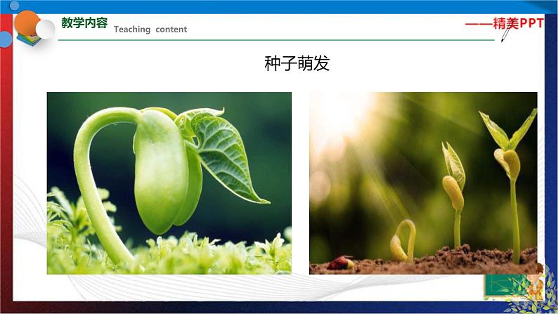1.4 植物的一生 第1课时(课件)七年级科学下册同步备课(浙教版)第2页